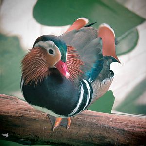 Mandarin Duck