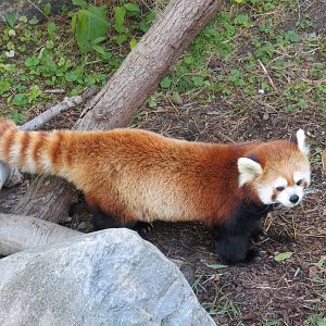 Red Panda