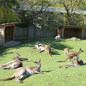 Kangaroos