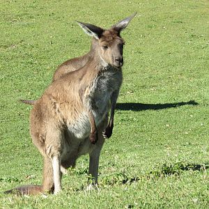 Kangaroo