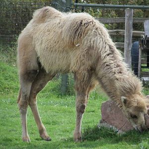 Bactrian Camel