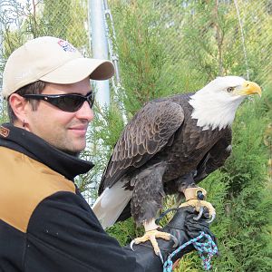 Bald Eagle