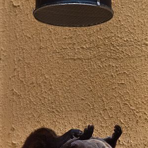 Ring-tailed vontsira : RSCC : 12 Oct 2014