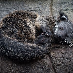 Palawan binturong : RSCC : 12 Oct 2014
