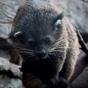 Palawan binturong : RSCC : 12 Oct 2014