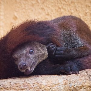 Ring-tailed vontsira : RSCC : 12 Oct 2014