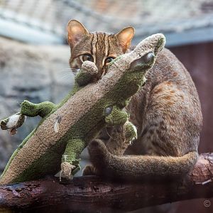 Rusty-spotted cat : RSCC : 12 Oct 2014