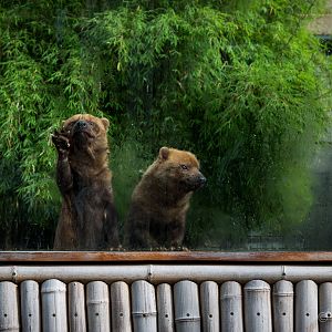 Bush dogs : RSCC : 12 Oct 2014