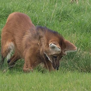 Maned wolf : Hamerton : 05 Sep 2014
