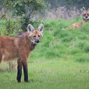 Maned wolf : Hamerton : 05 Sep 2014