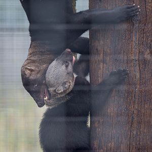 Tayra : Hamerton : 05 Sep 2014