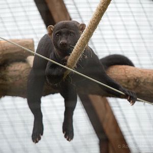 Tayra : Hamerton : 05 Sep 2014