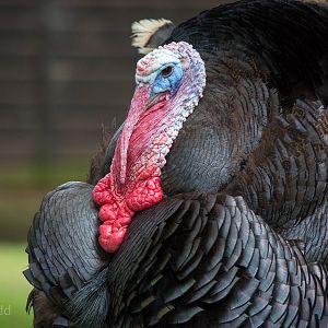 Turkey : Cotswold WP : 27 Jun 2014