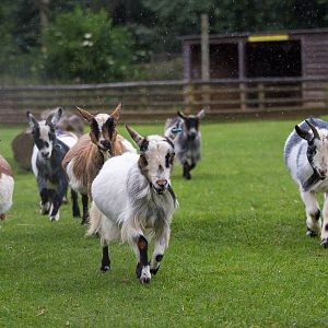 Pygmy goats : Cotswold WP : 27 Jun 2014