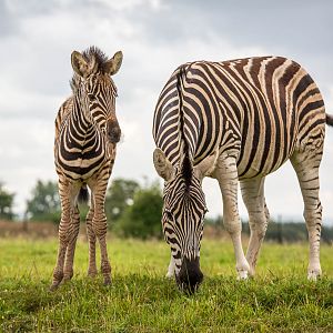 Chapmans zebra : Cotswold WP : 27 Jun 2014