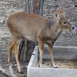 Chinese water deer (Hydropotes inermis inermis)