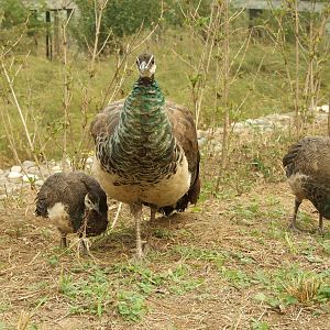 Peafowl