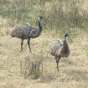 Emu