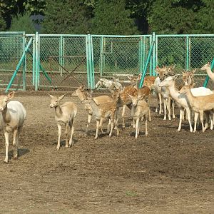 Fallow Deer