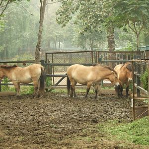 Hybrid Przewalski's horse
