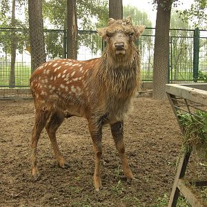 Sika deer