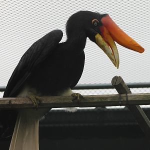 Rhinoceros hornbill