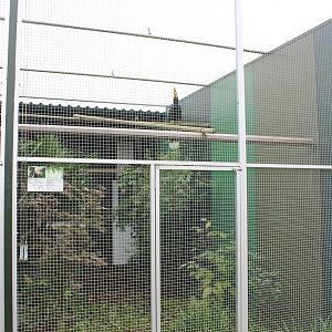 Aviary Rhinoceros hornbill