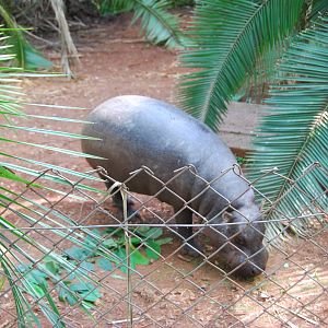 Bob the Pygmy Hippo - Nairobi Safari Walk