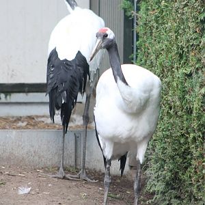 Red-crowned cranes