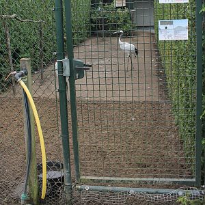 Enclosure Red-crowned cranes