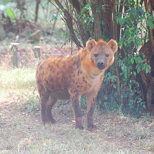 Spotted Hyena - Nairobi Safari Walk