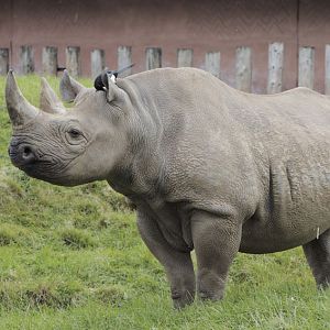 Black rhino and her little friend