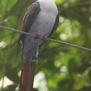 Great cuckoo-dove (Reinwardtoena reinwardti)