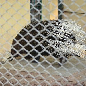 Indian porcupine (Hystrix indica)