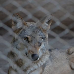 Indian Wolf (Canis lupus pallipes)