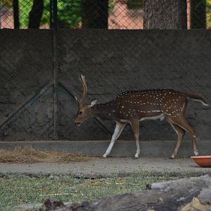 Axis deer (Axis axis)