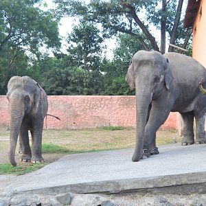 Asian elephants