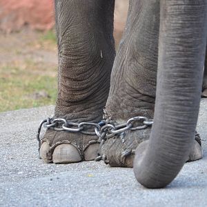 Chained elephant legs