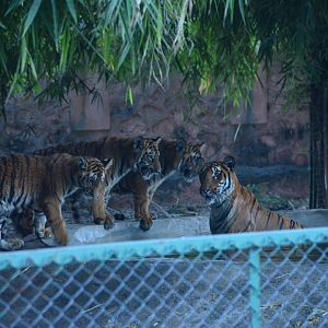 Bengal Tiger cubs