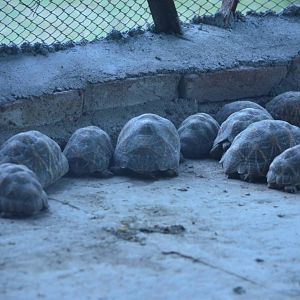 Star tortoise (Geochelone elegans)