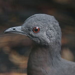 Brown Tinamou (Crypturellus obsoletus)