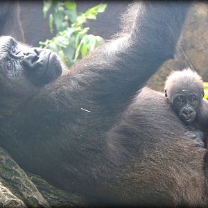 Oct. 2014 - Gorilla World - Asha + Baby Mondika