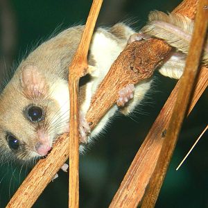 Oct. 2014 - Jungle Trails - Feather-tail Glider