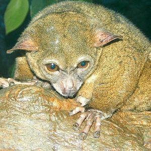Oct. 2014 - Jungle Trails - Greater Bushbaby