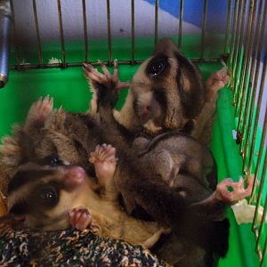 Sugar gliders