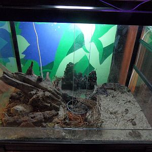 Leopard gecko terrarium
