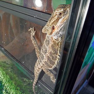 Bearded dragon