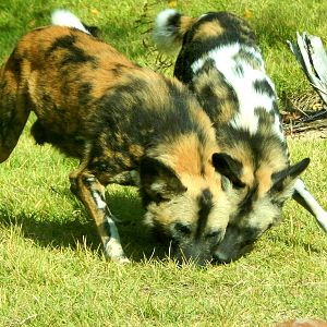 Oct. 2014 - Africa - Brahma + Imara