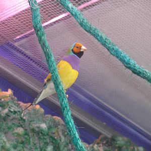 Gouldian finch