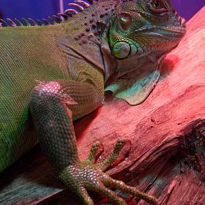 Green iguana